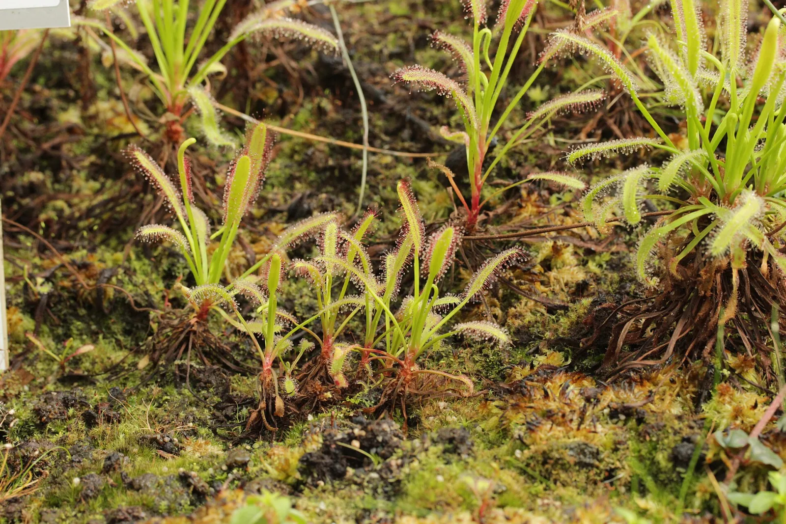 Drosera capensis