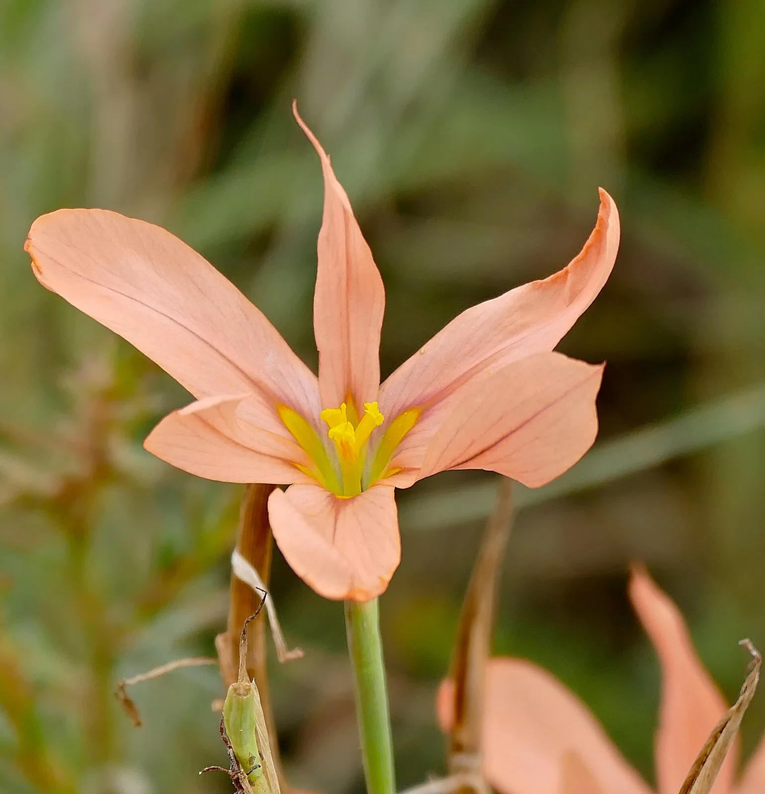 Moraea anomala