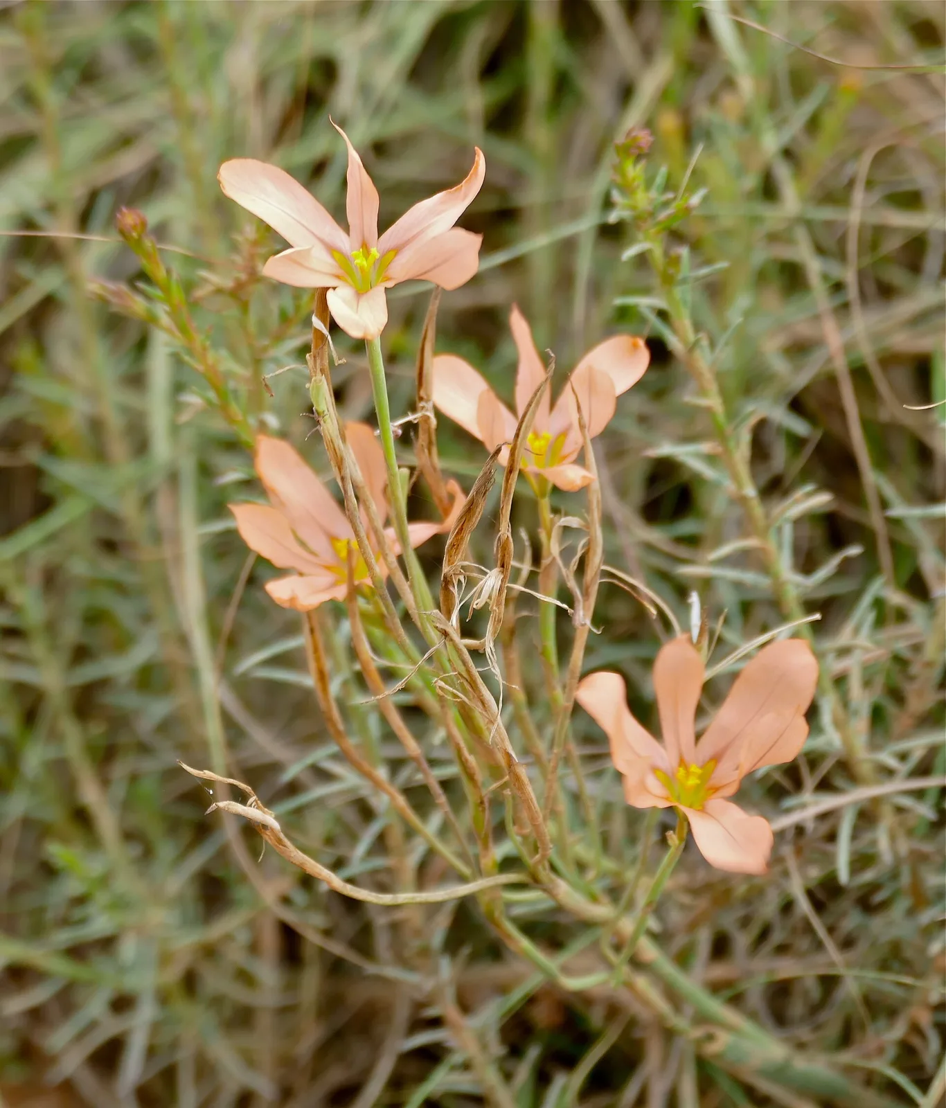 Moraea anomala