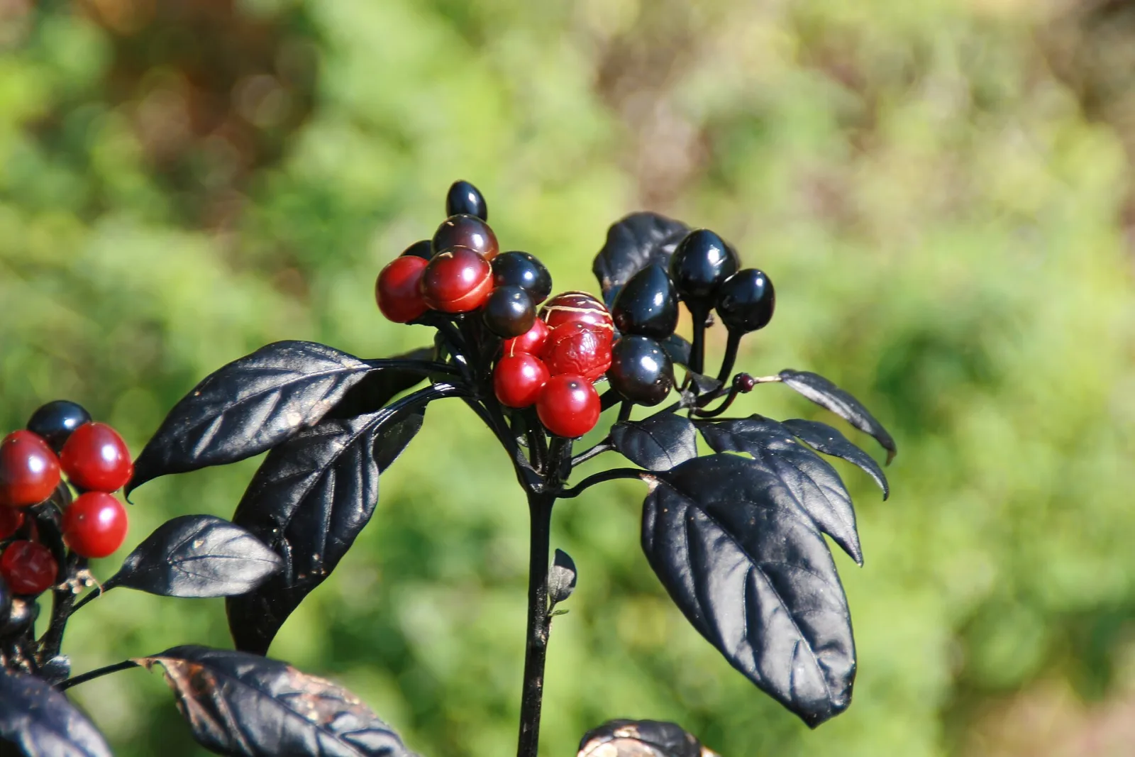 Chili Black Pearl