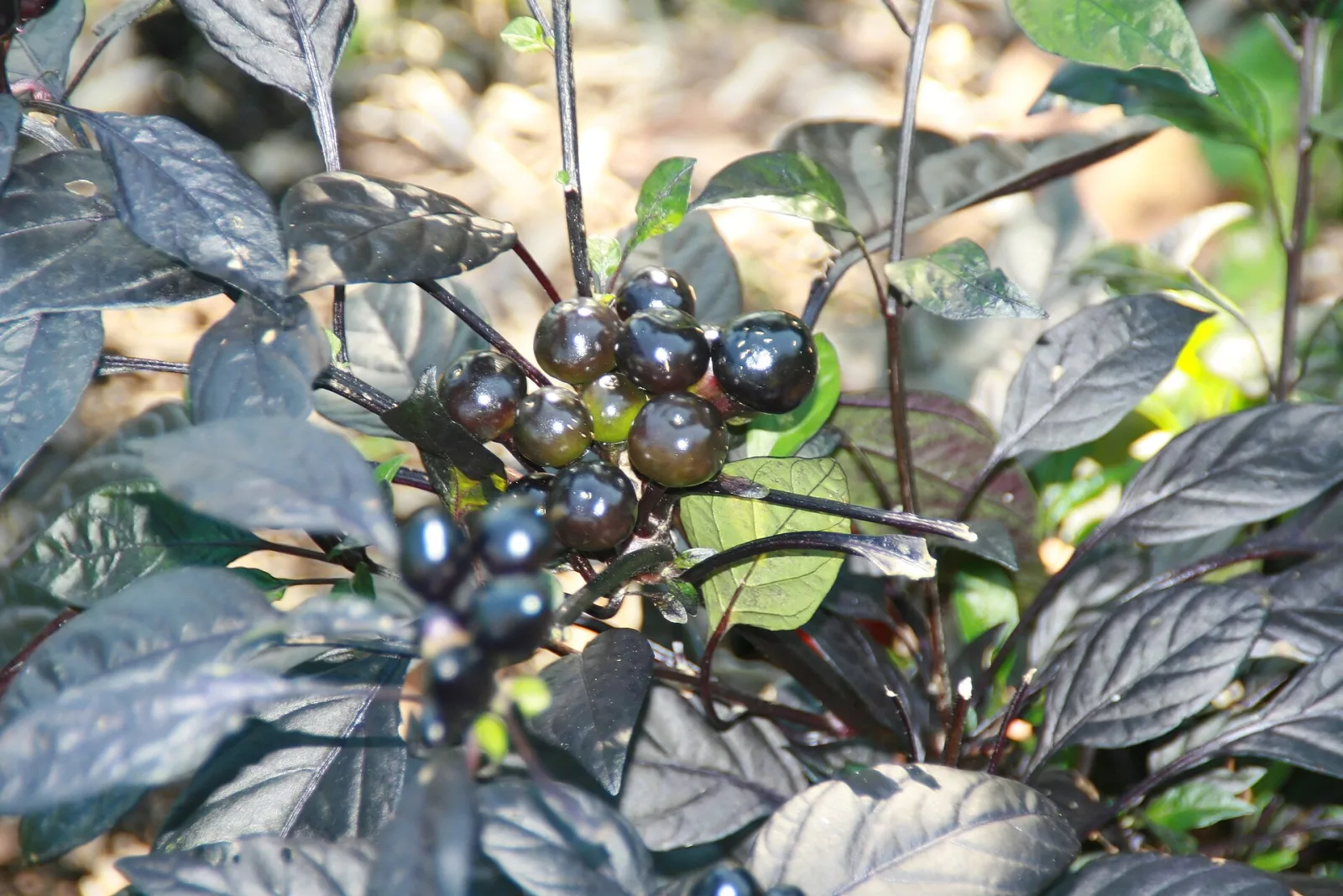 Chili Black Pearl