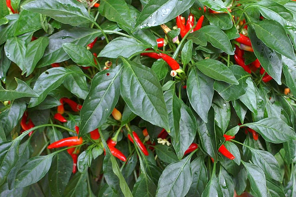 Chili Jalapeno