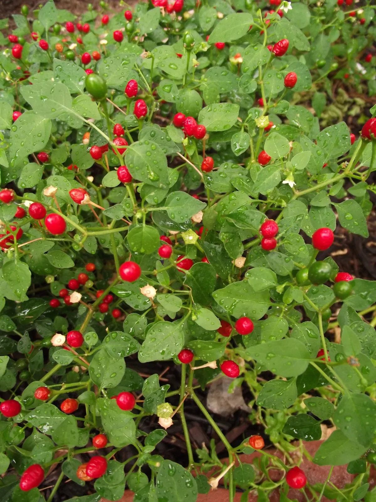 Capsicum tepin