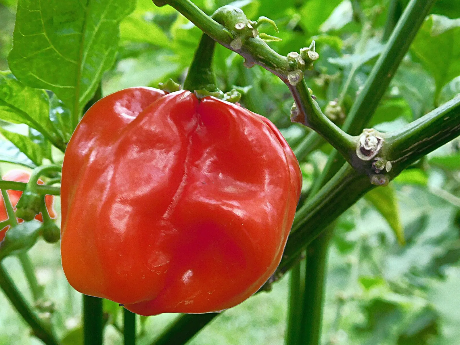 Red Savina Habanero Chili