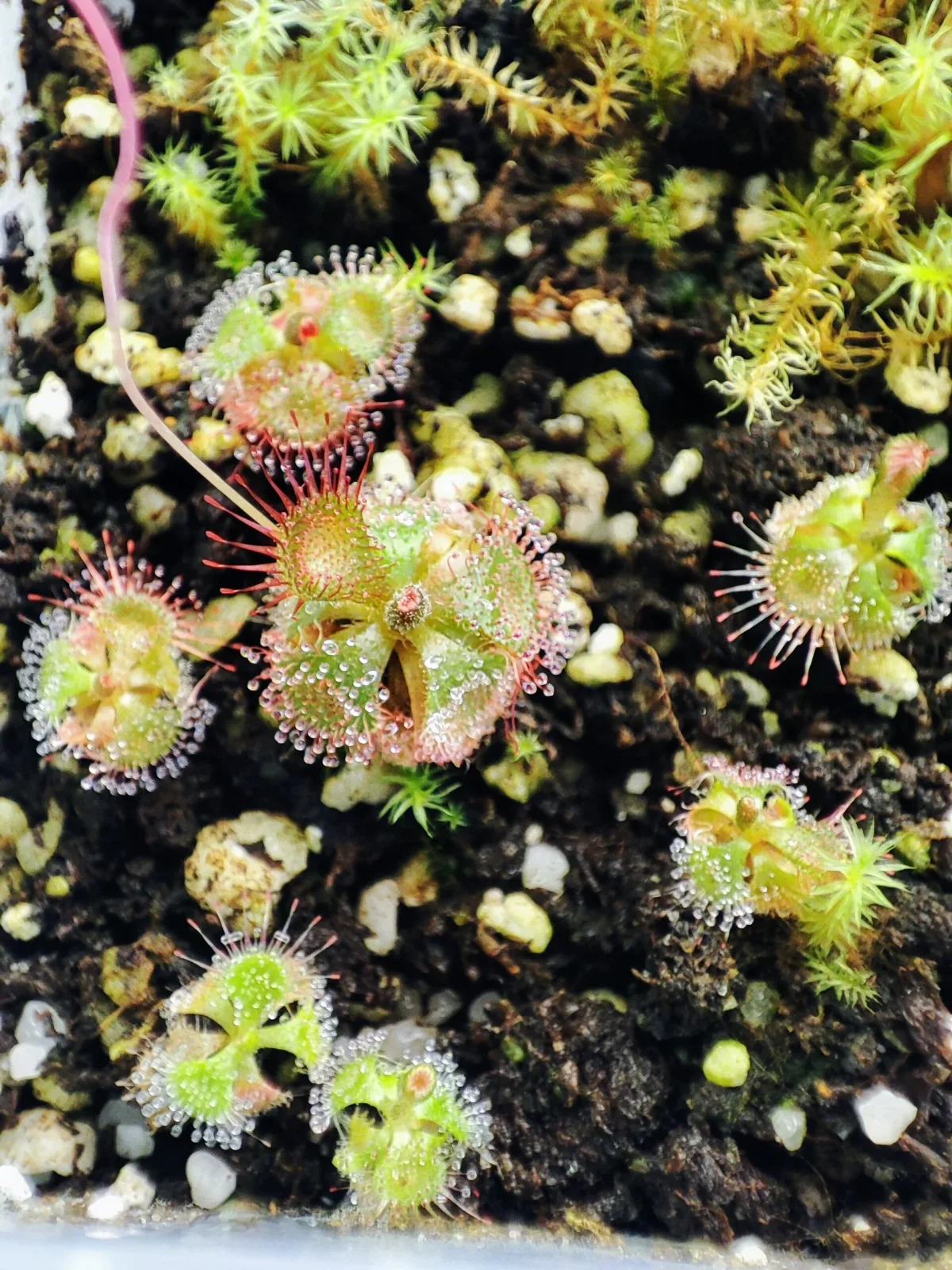 Drosera admirabilis