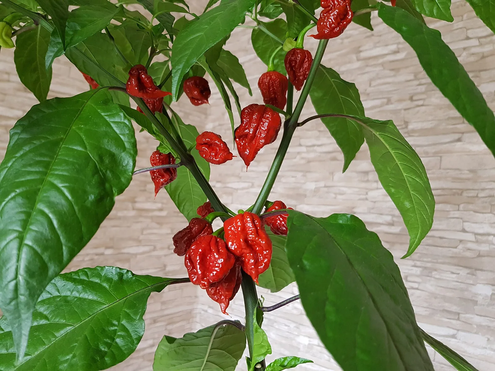 Chili Carolina Reaper