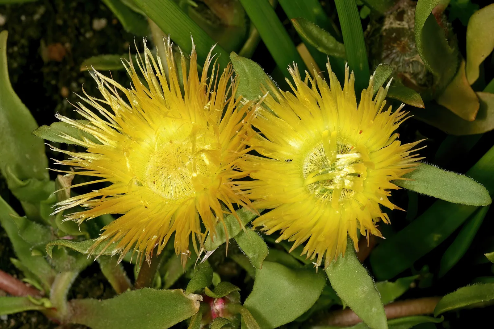 Carpanthea pomeridiana