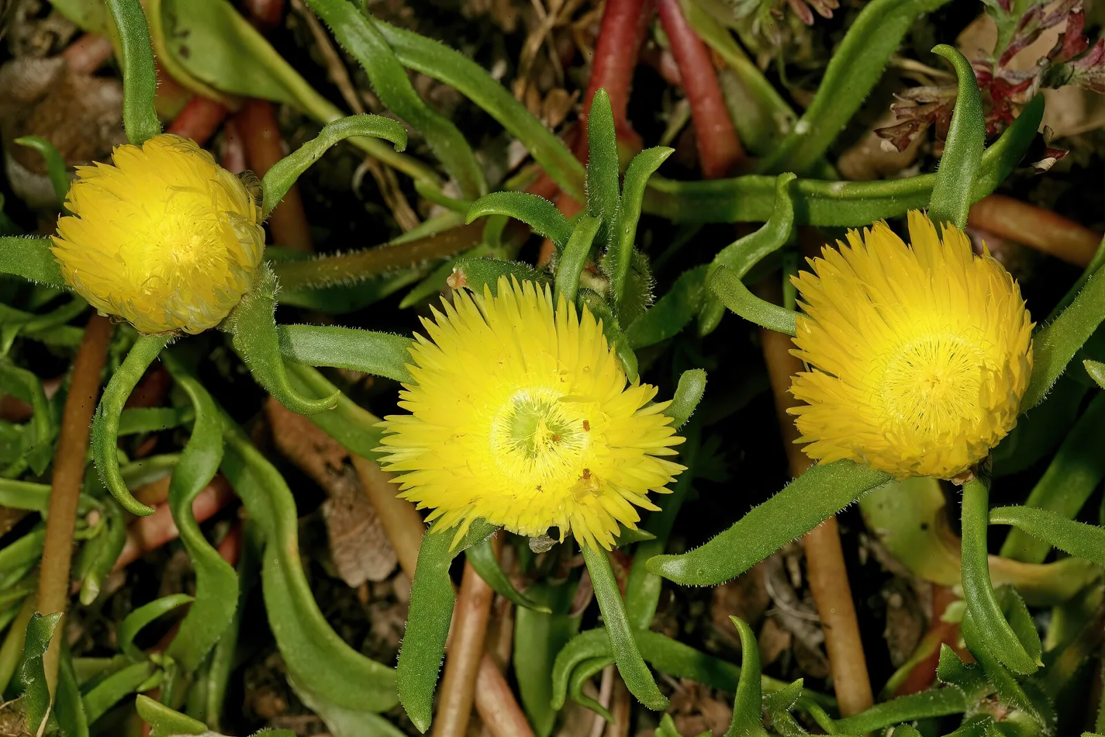 Carpanthea pomeridiana