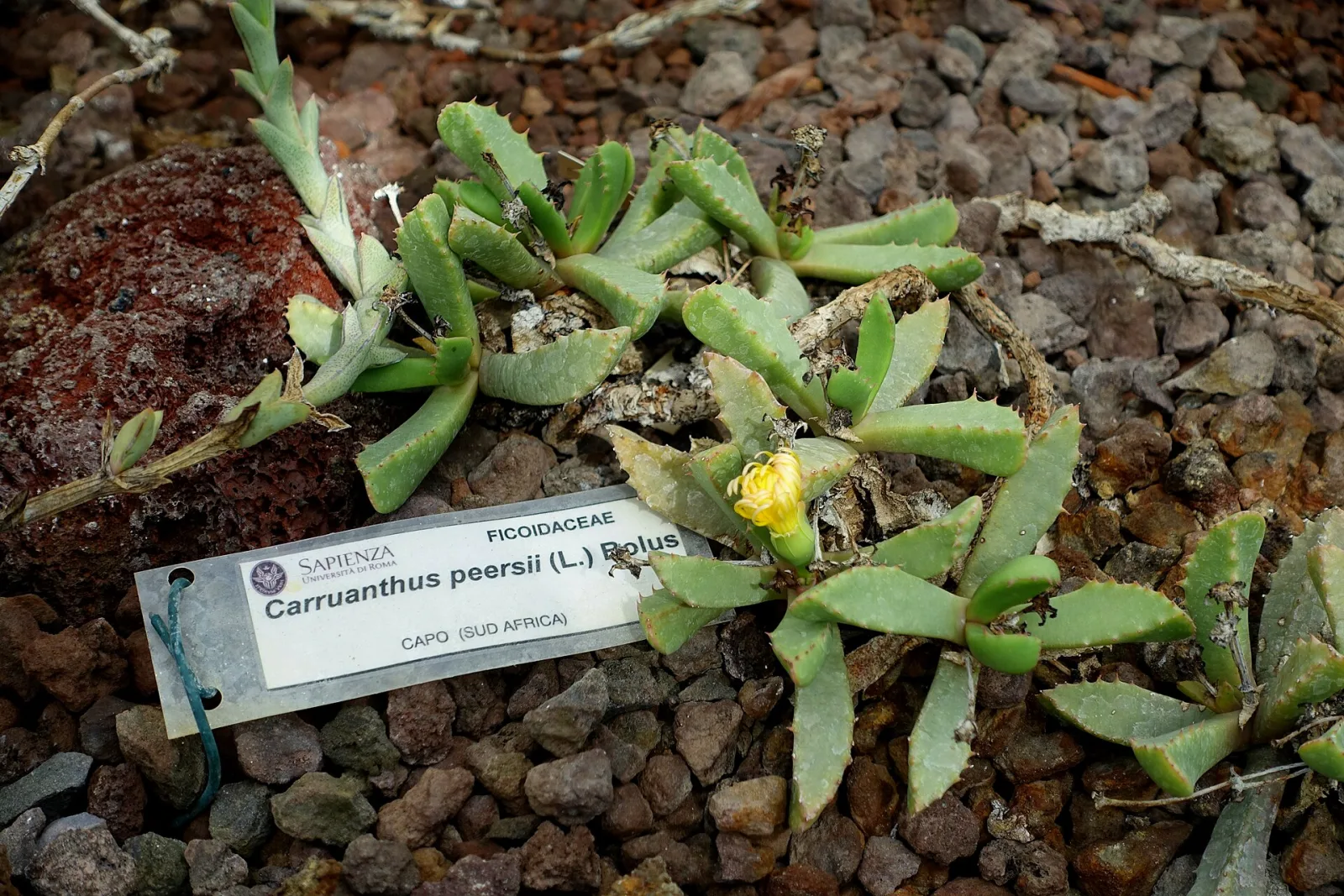 Carruanthus peersii
