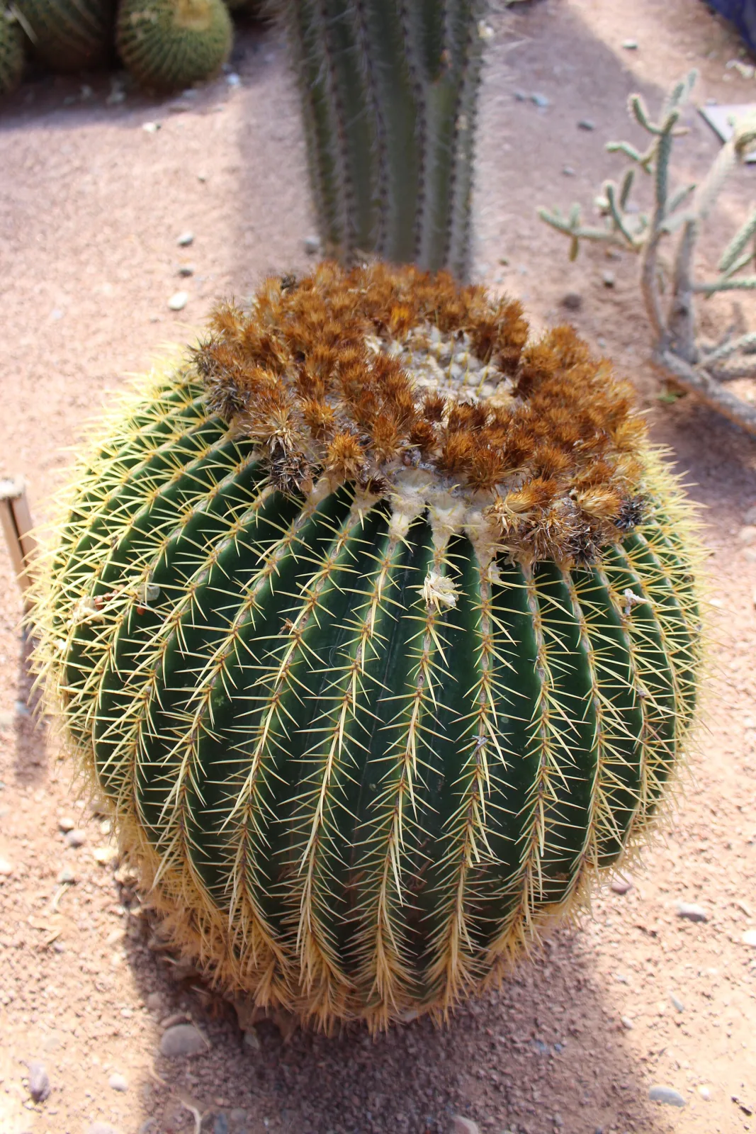 Echinocactus grusonii