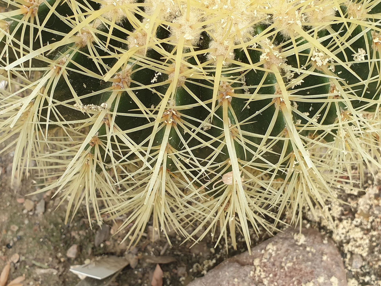 Echinocactus grusonii