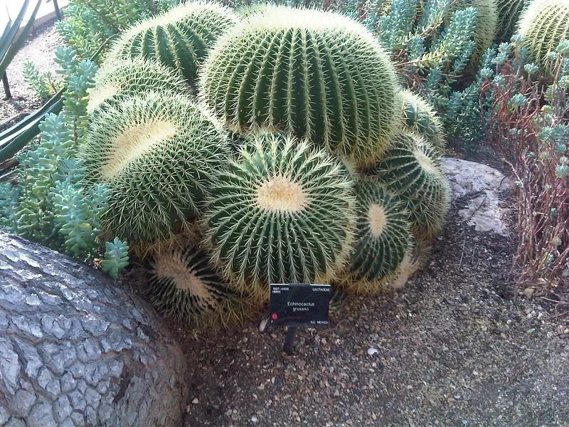 Echinocactus grusonii