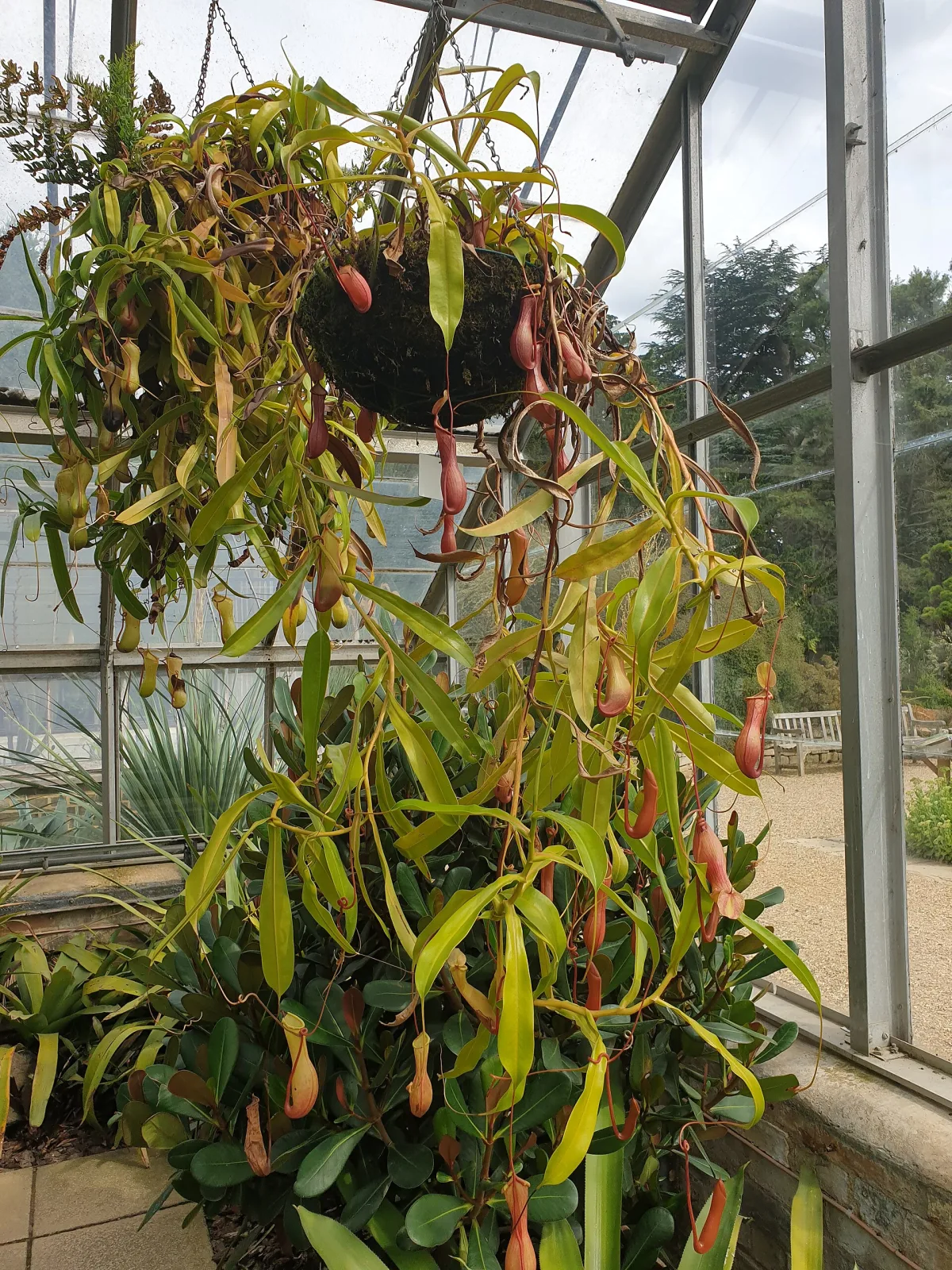 Nepenthes alata