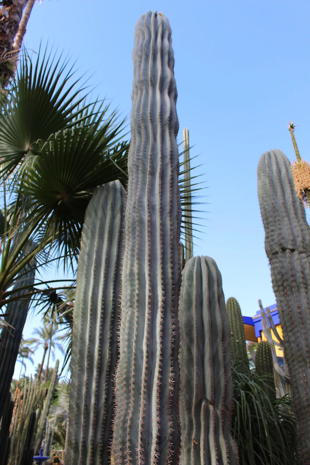 Pilosocereus azureus