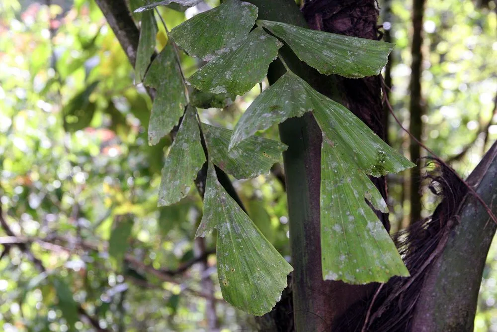 Caryota obtusa