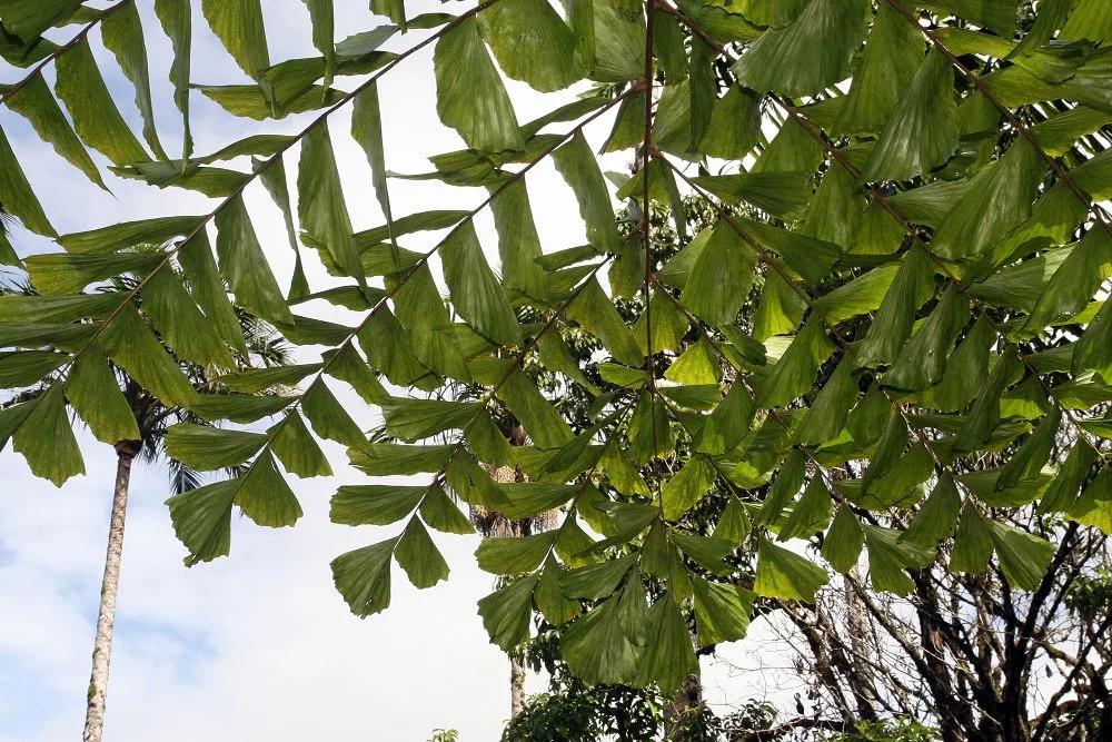 Caryota obtusa