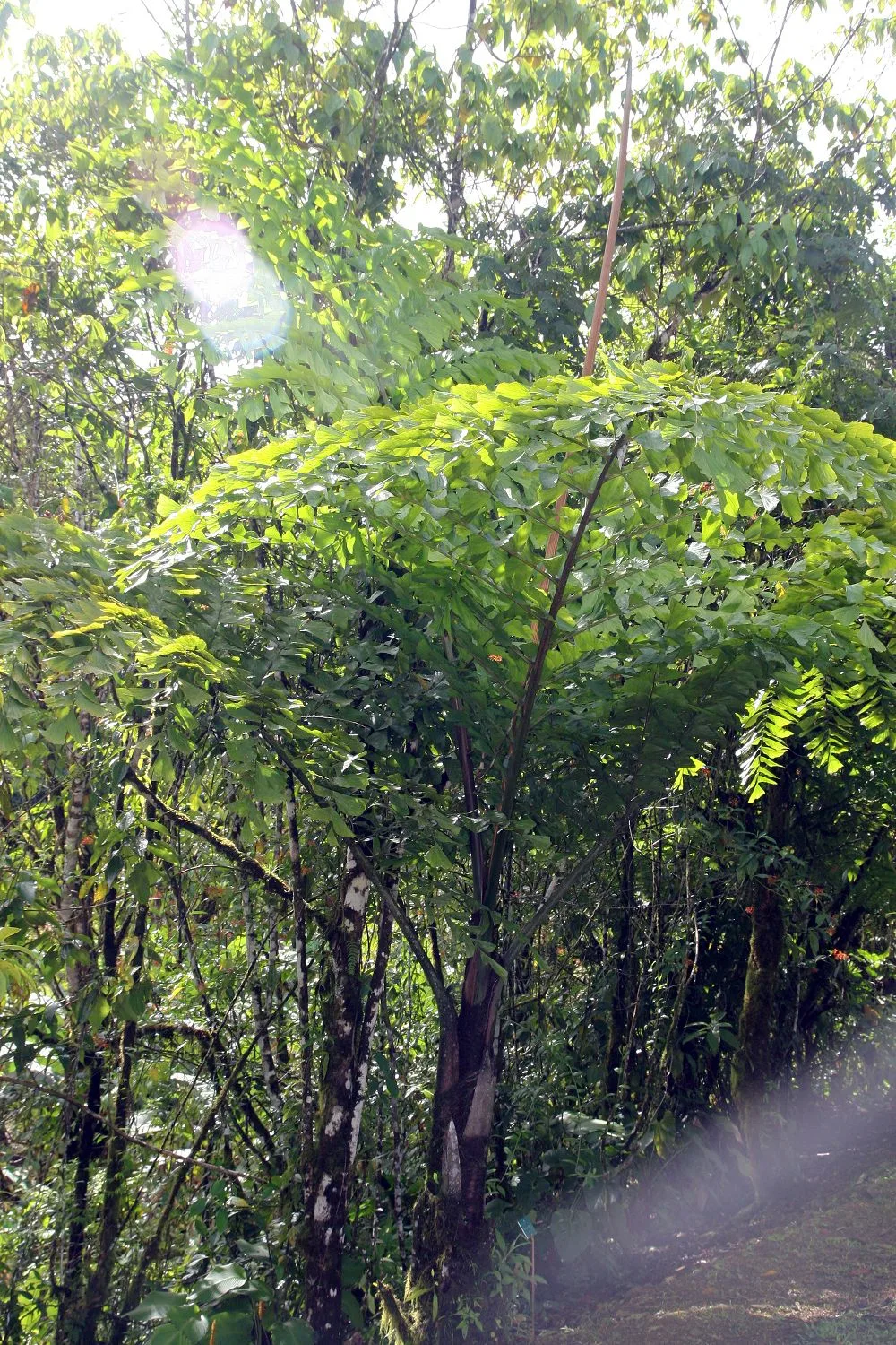 Caryota obtusa