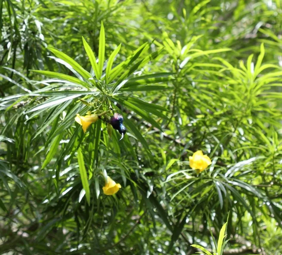 Thevetia neriifolia