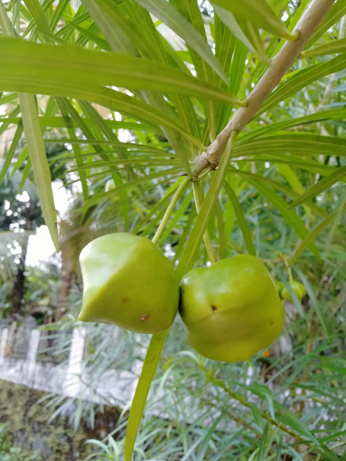 Thevetia neriifolia