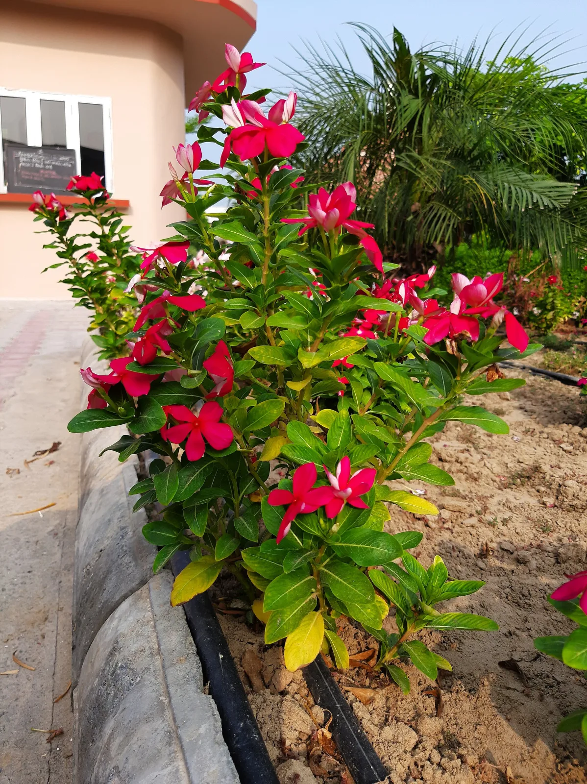 Vinca rosea