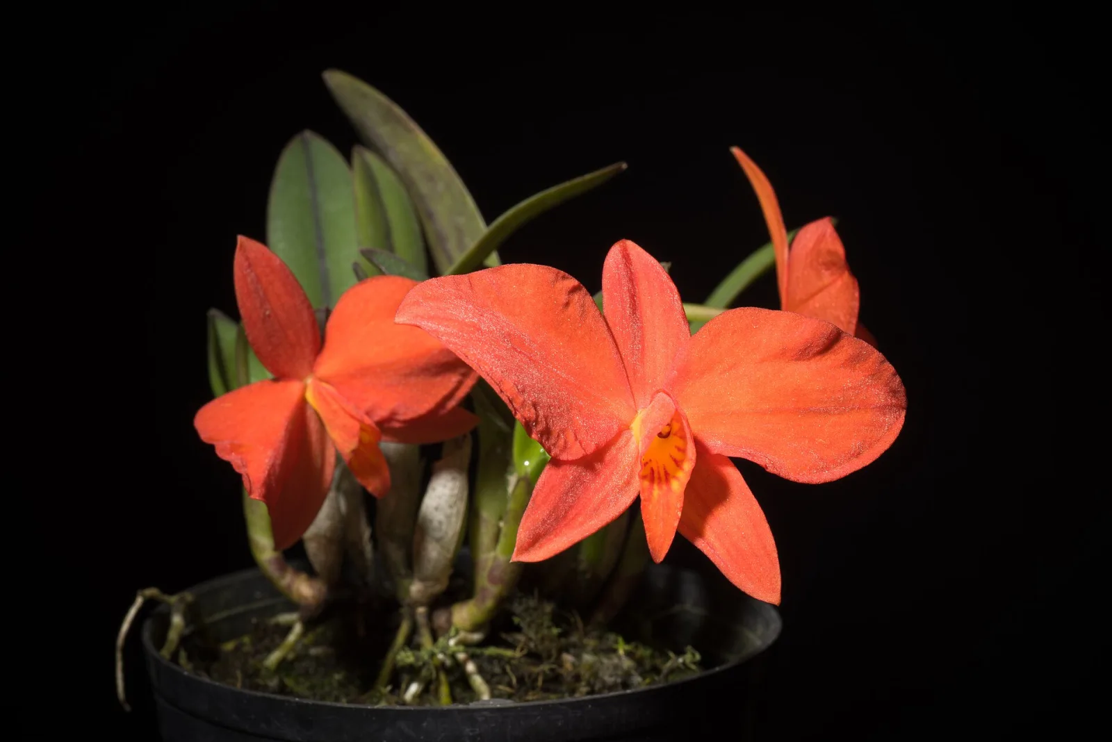 Sophronitis coccinea