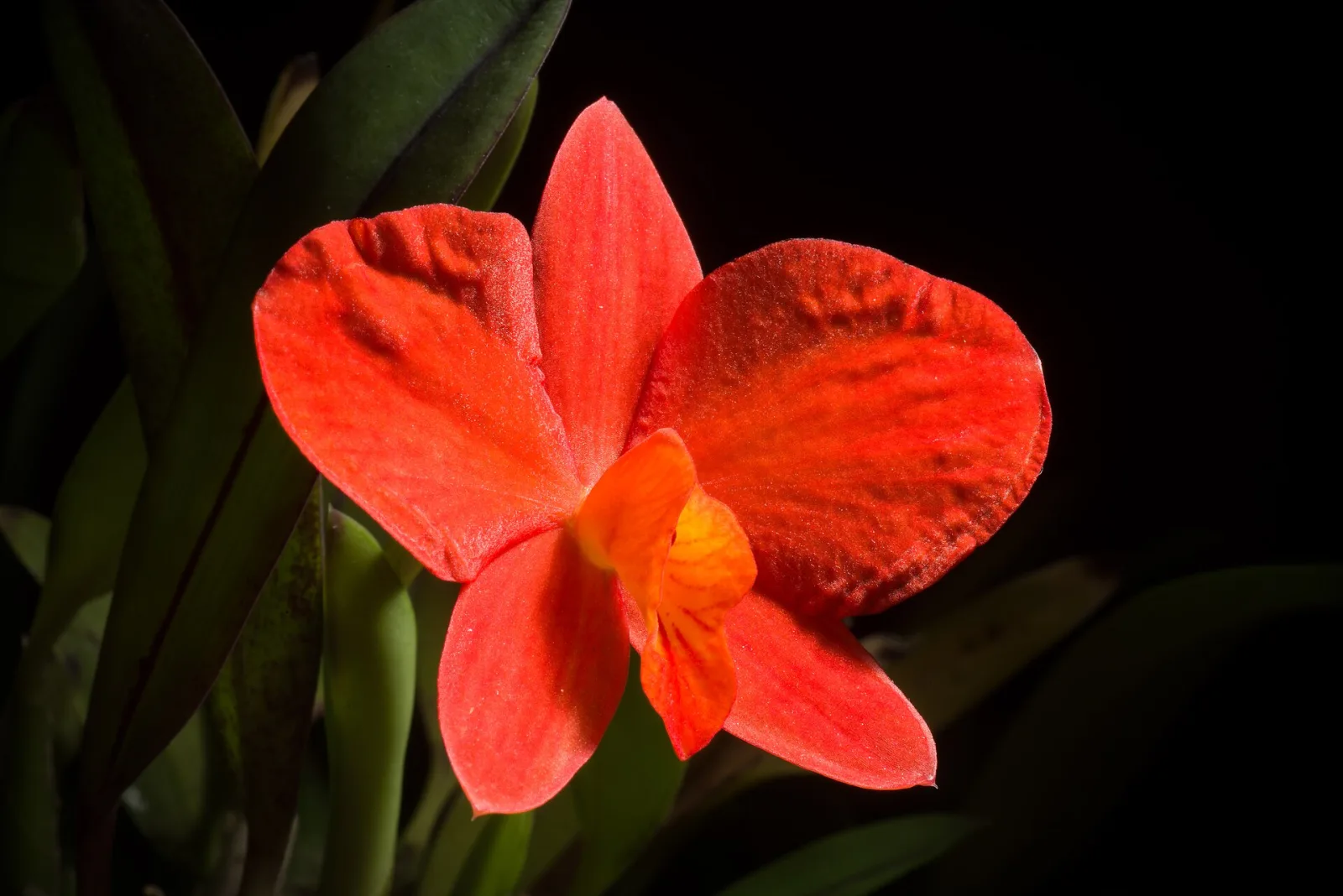 Sophronitis coccinea