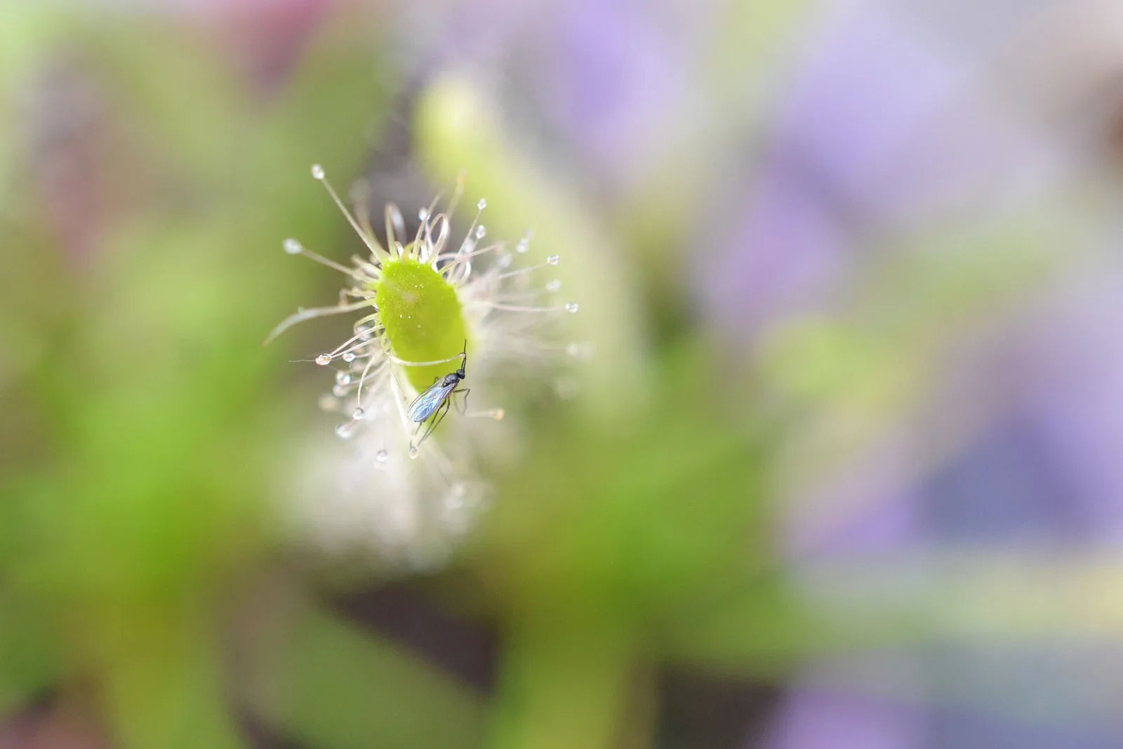 Drosera capensis alba