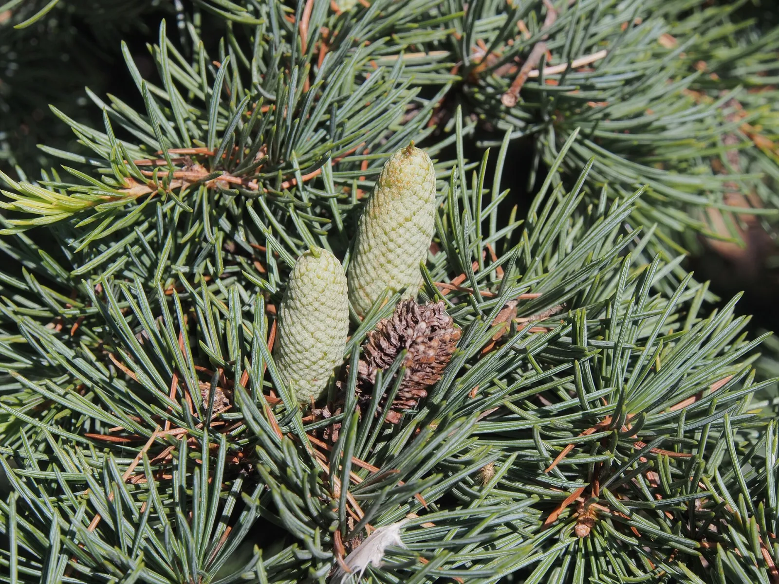 Cedrus libani