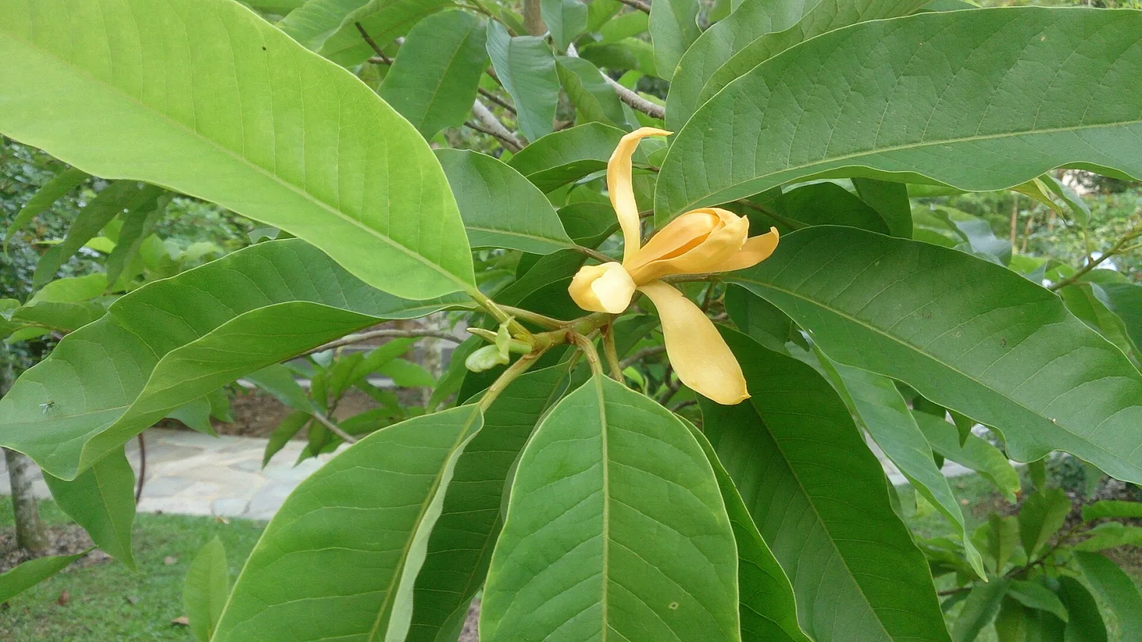 Magnolia champaca