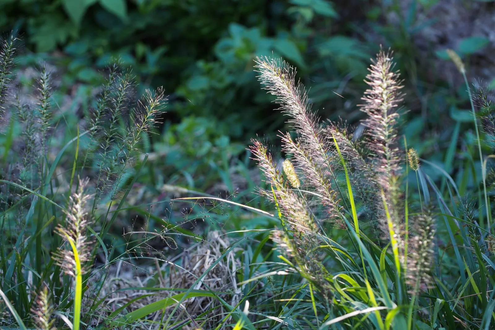 Cenchrus alopecuroides