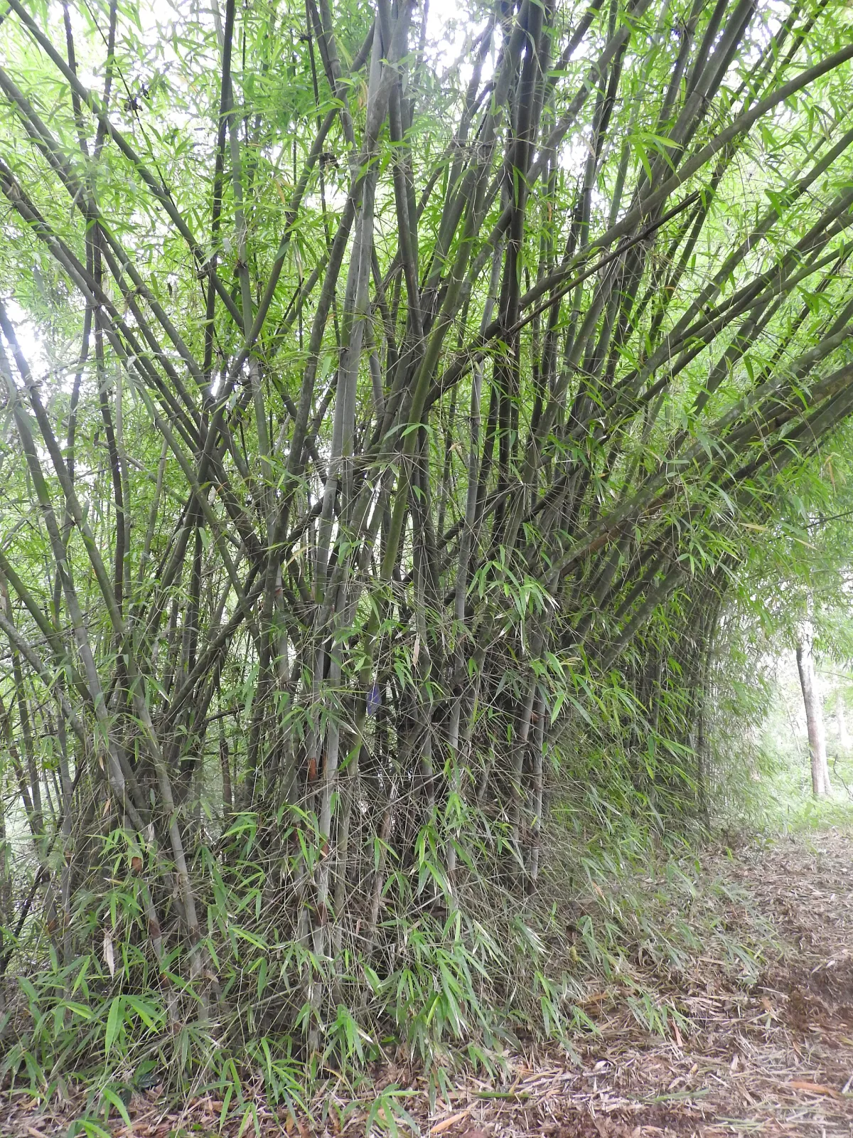 Cephalostachyum pergracile