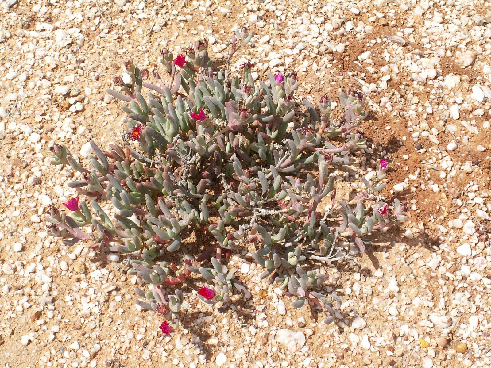 Cephalophyllum alstonii