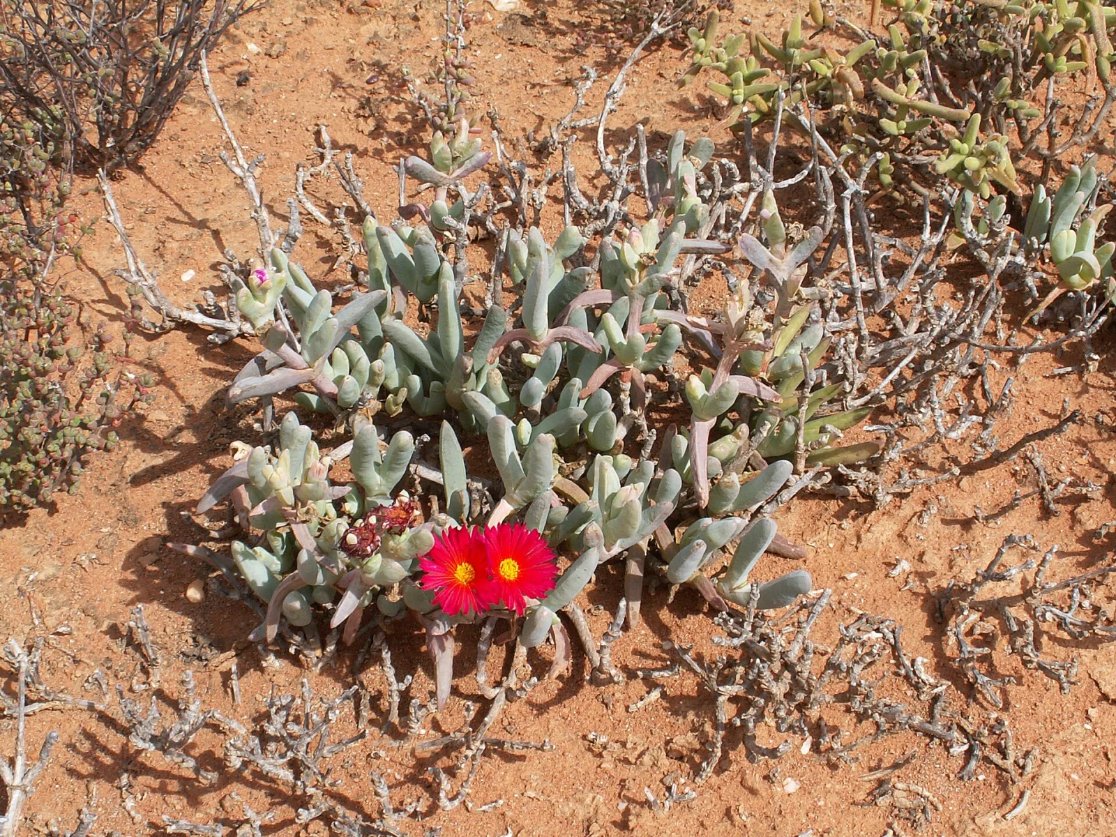 Cephalophyllum alstonii