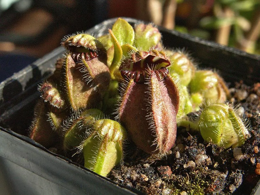 Cephalotus follicularis