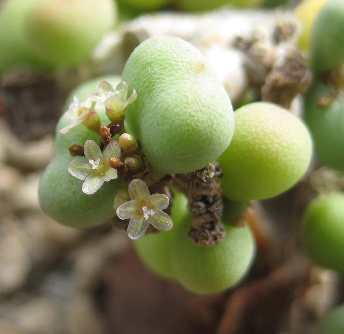Ceraria pygmaea