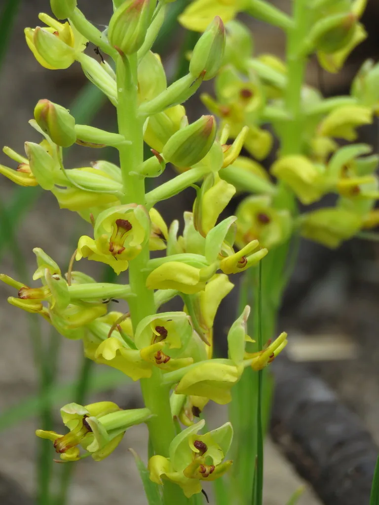 Ceratandra atrata