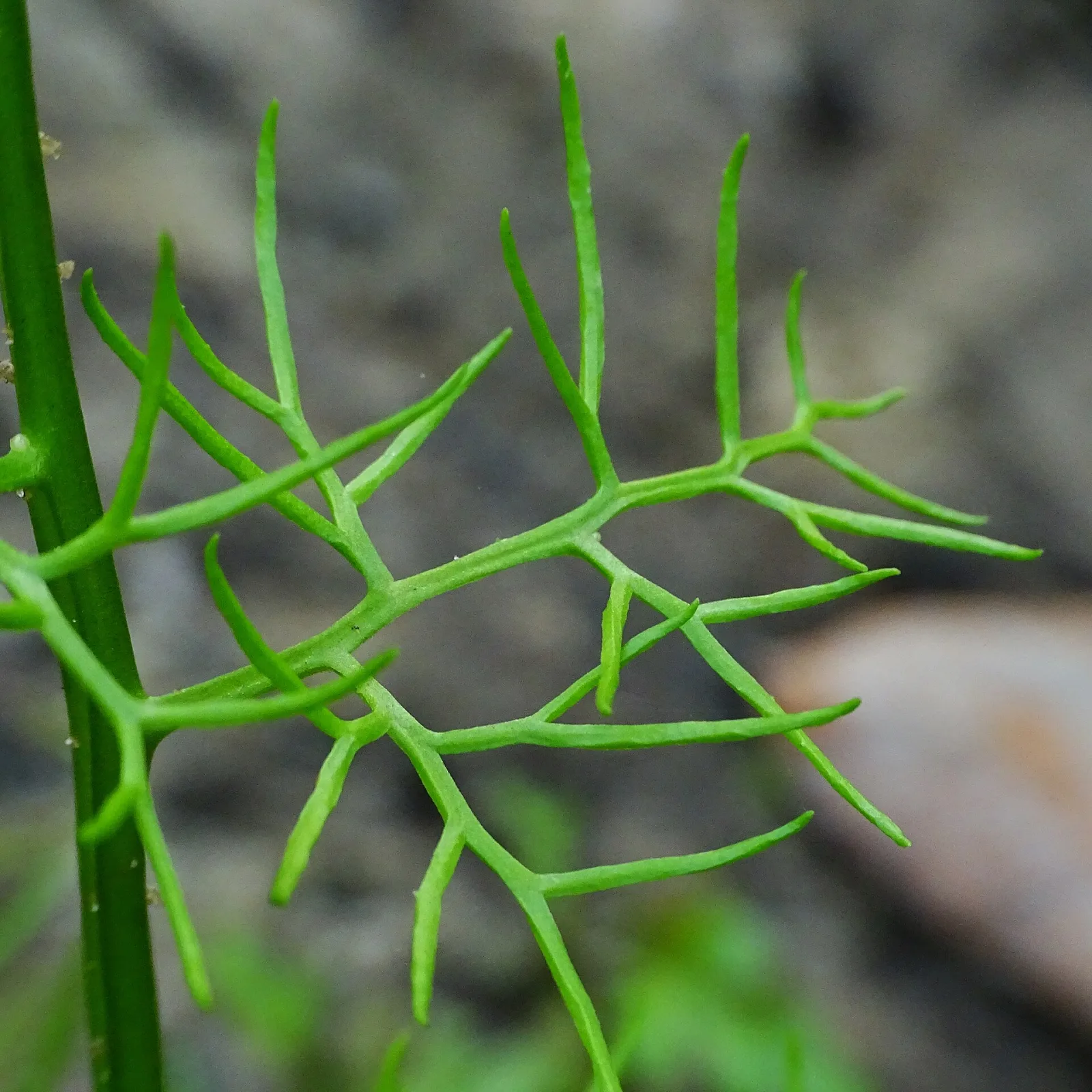 Ceratopteris thalictroides