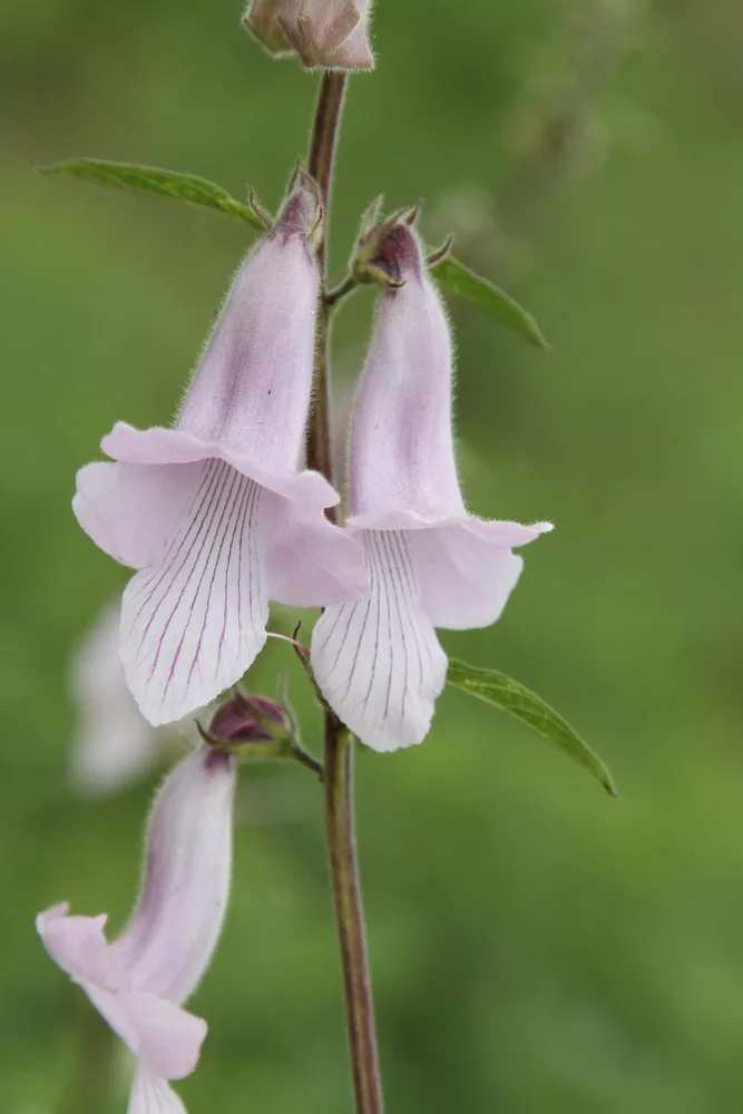 Ceratotheca triloba