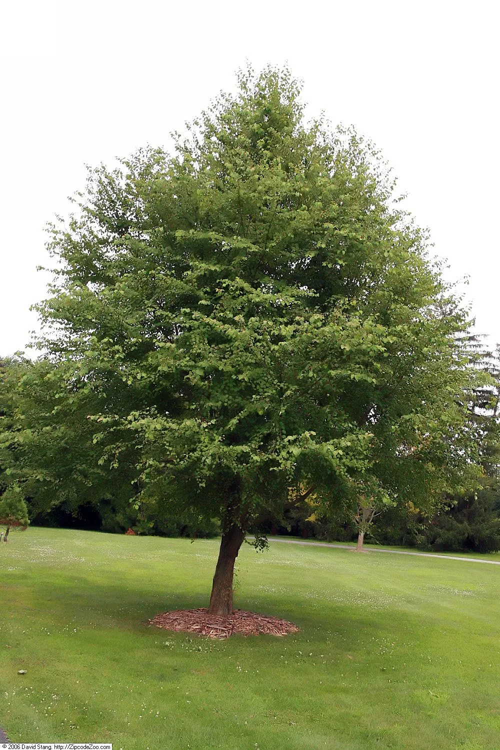 Cercidiphyllum japonicum
