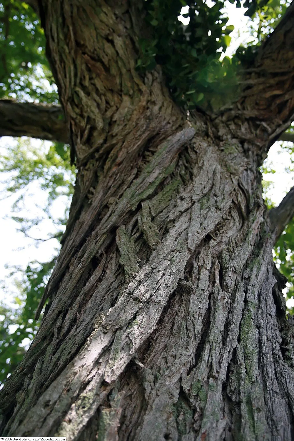 Cercidiphyllum japonicum
