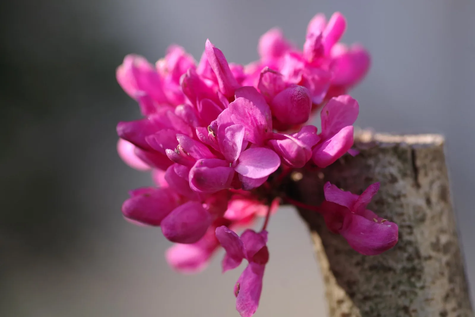 Cercis chinensis
