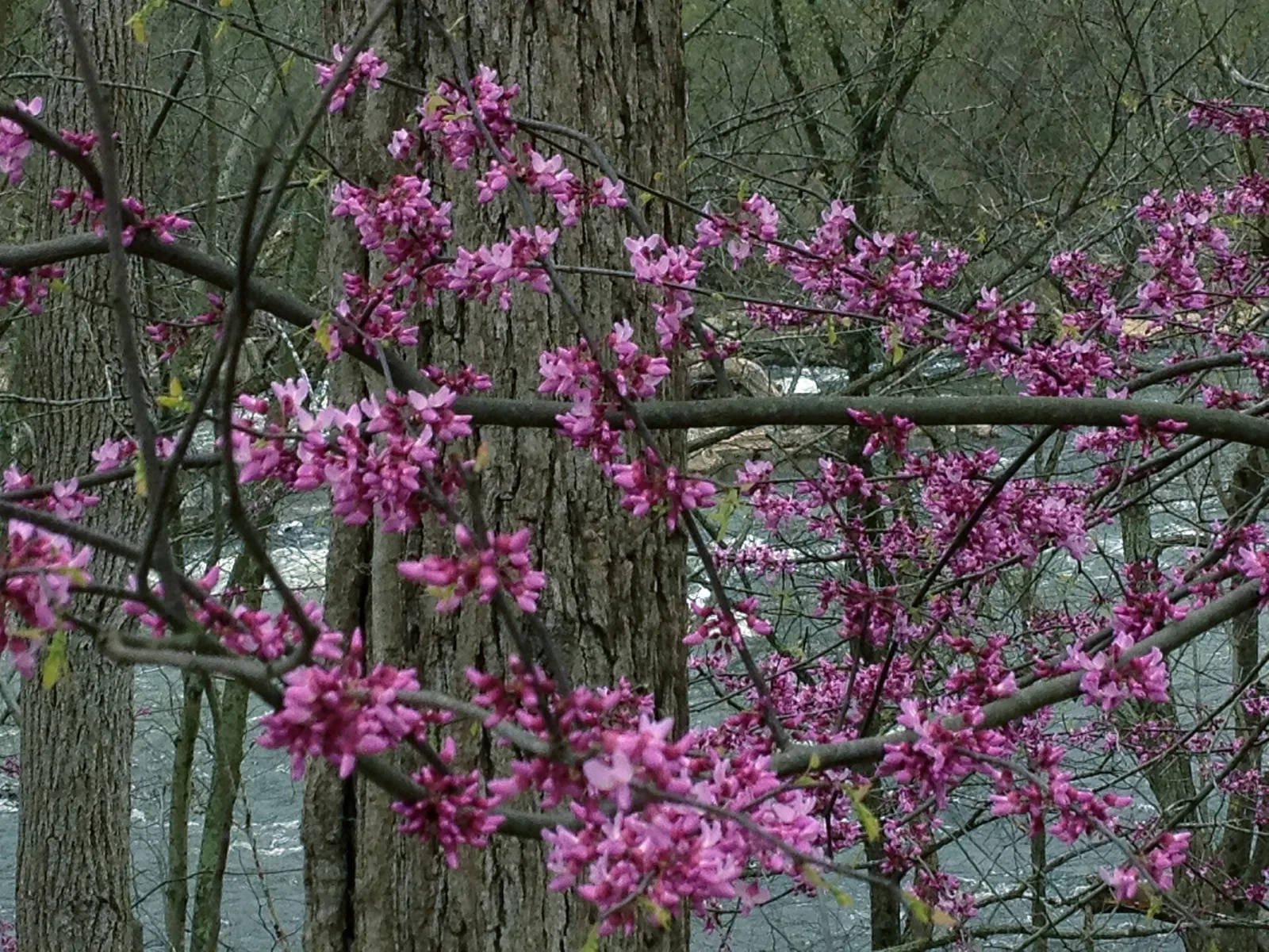 Cercis canadensis
