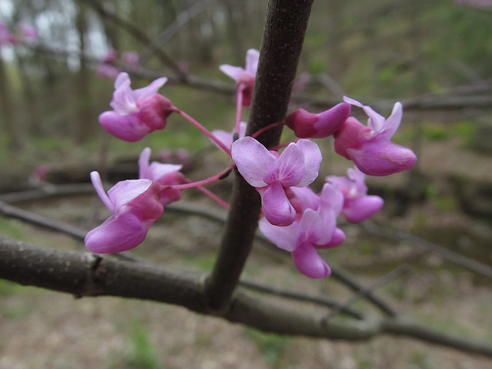Cercis canadensis