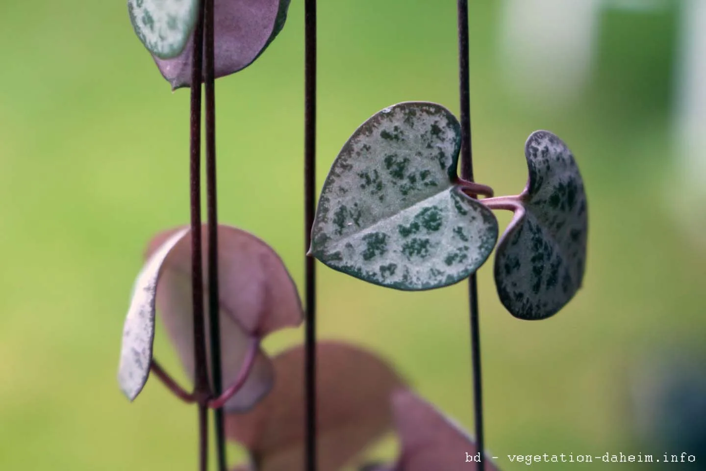 Ceropegia woodii