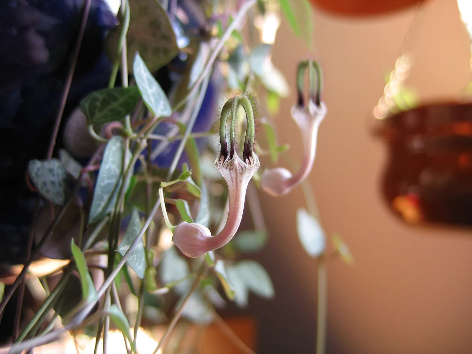 Ceropegia woodii