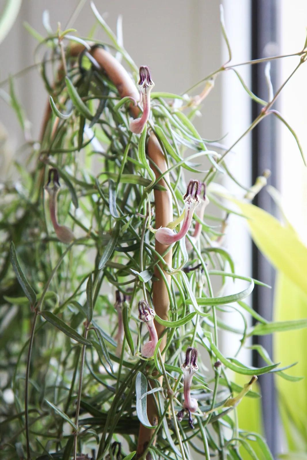 Ceropegia woodii