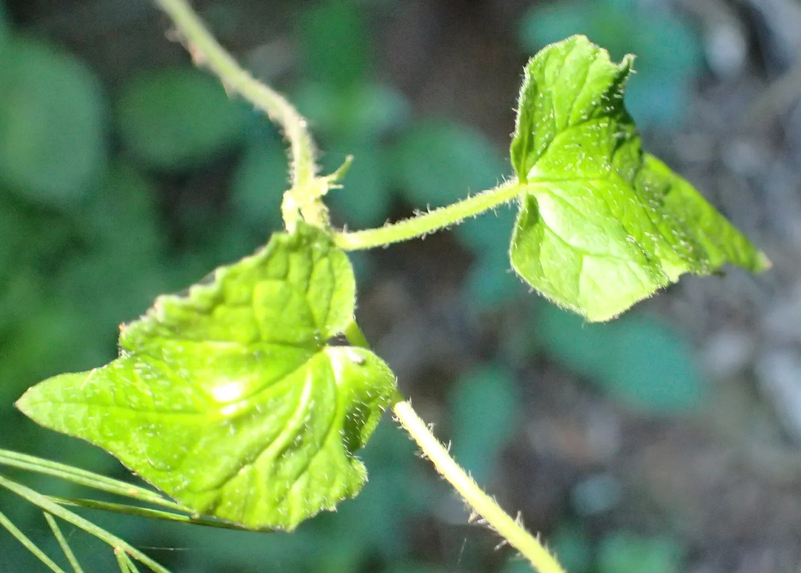 Ceropegia meyeri