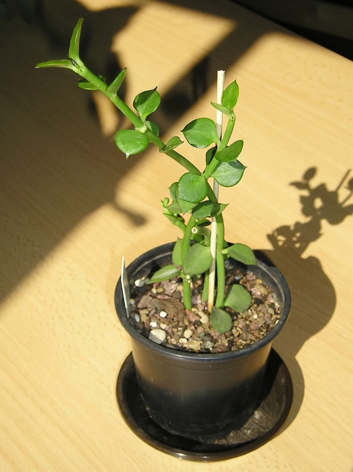 Ceropegia radicans