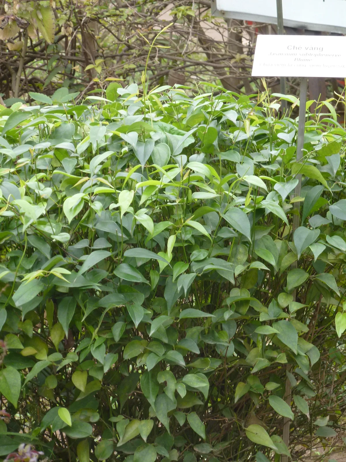 Jasminum nervosum