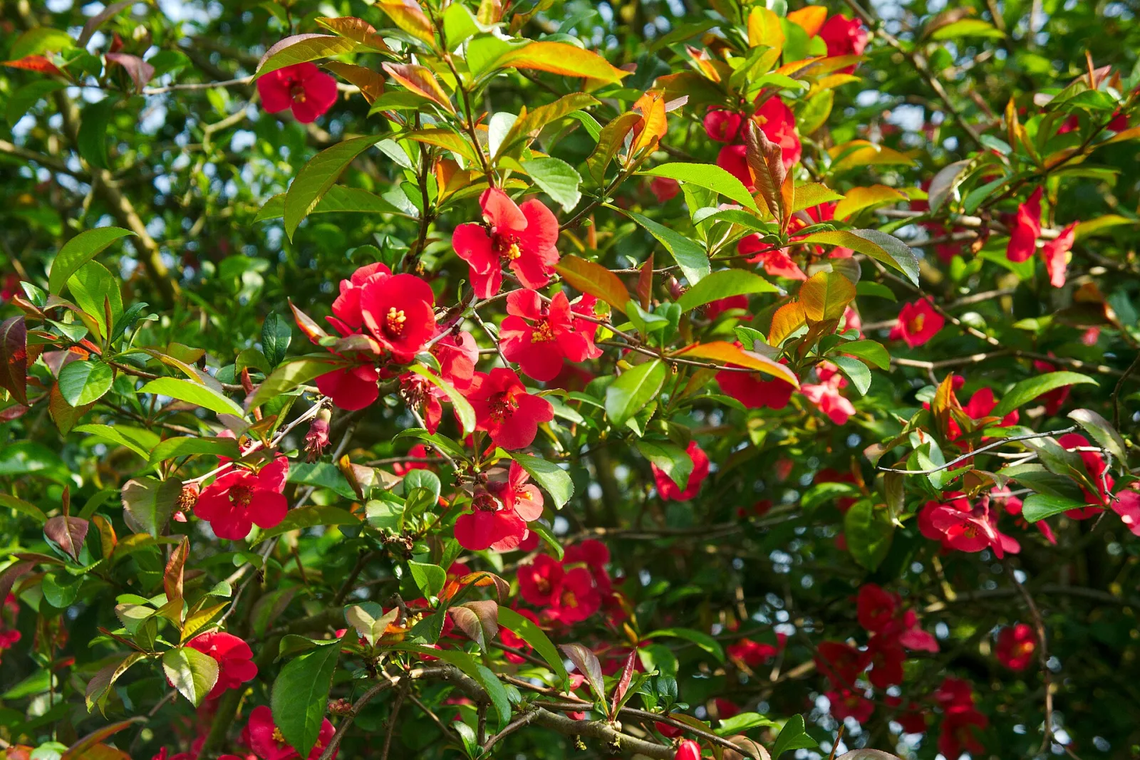 Chaenomeles japonica